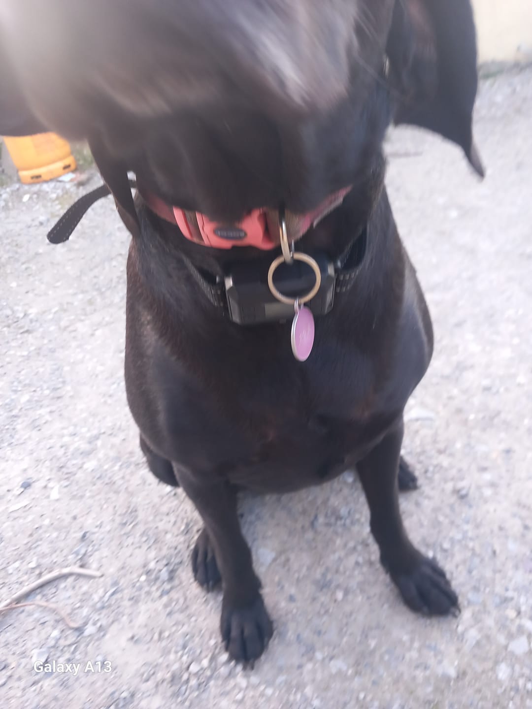 Customer photo review of GPS Dog Fence F8 | for Small, Medium and Large dogs