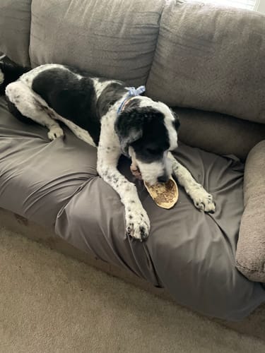 Customer photo review of Cow Ear Bully Dusted for Dogs - Jumbo