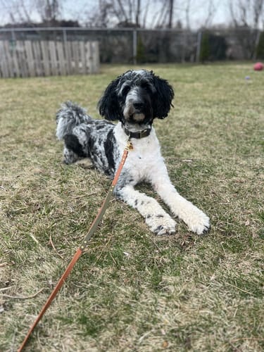 Customer photo review of Hands-Free Leash Adapter