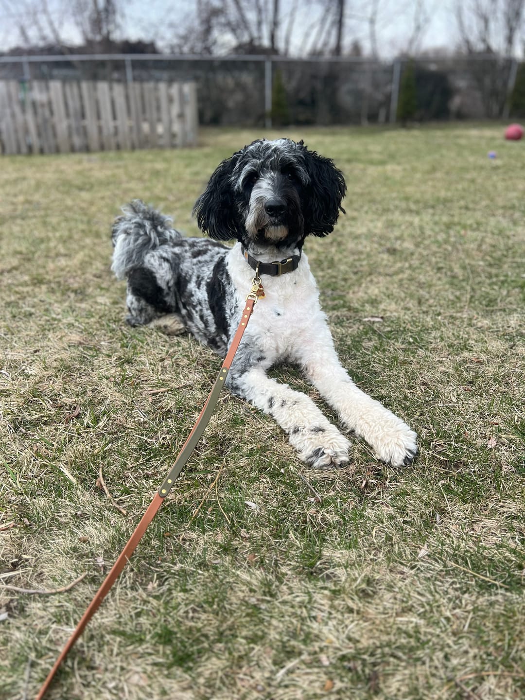 Customer photo review of Hands-Free Leash Adapter