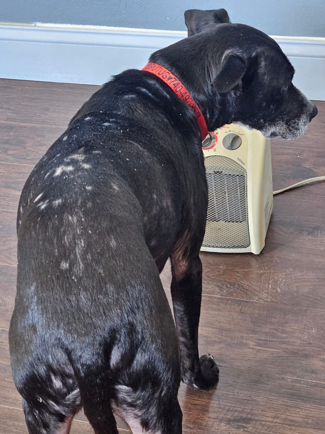 Customer photo review of Wild Alaskan Salmon Oil for Dogs | Omega 3, 6 & 9 | Petsmont Omega Love+