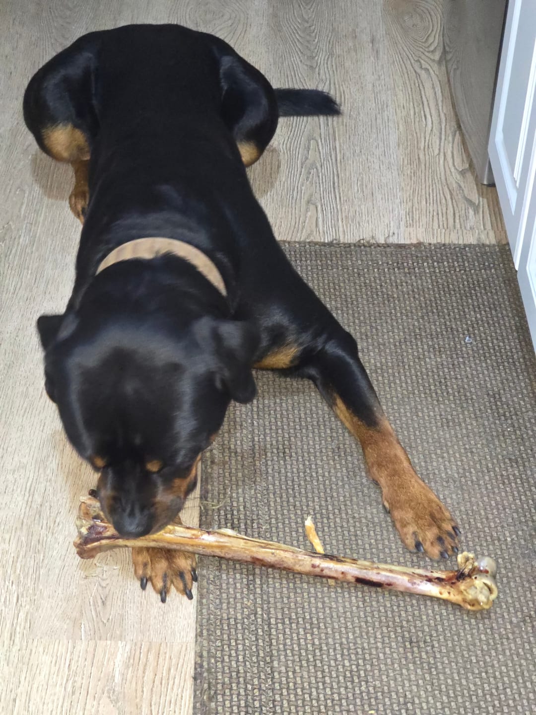 Customer photo review of Ostrich Long Bone (19" x 3.5"): The Ultimate Challenge for Medium, Large & Extra-Large Dogs