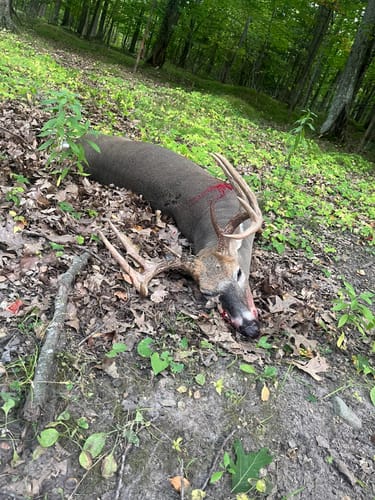 Customer photo review of Beast Broadheads - TRUMP Edition