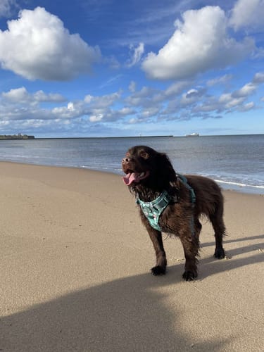 Customer photo review of Disney© Tough Trails™ Harness - Jungle Book