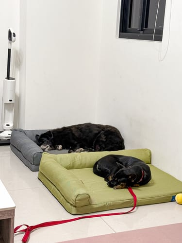 Customer photo review of Yuna 寵物床 專用布套 The "L" bed