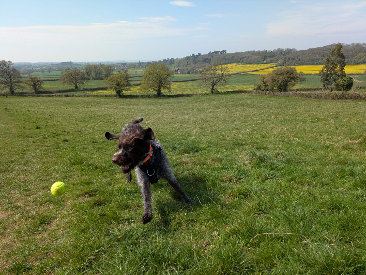 Customer photo review of Dog Tennis Balls