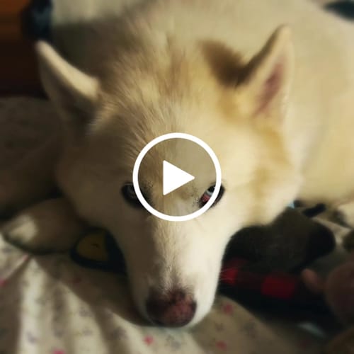 Customer video review of K9 Belly Bliss
