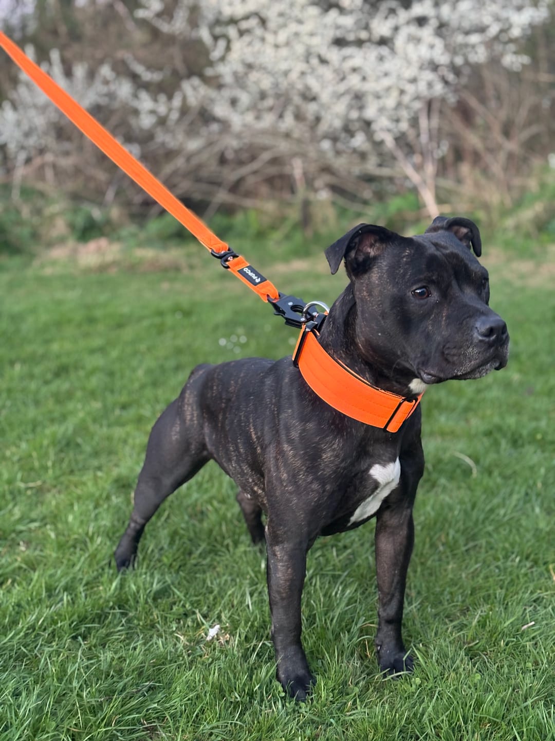 Customer photo review of Performance collar and lead set 5CM