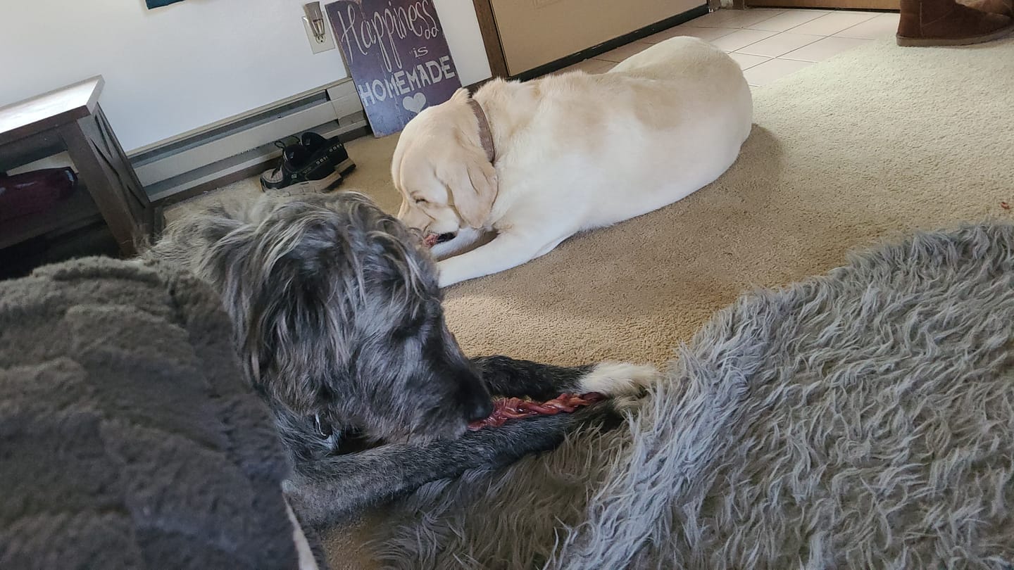 Customer photo review of 12 Inch Thick Braided Bully Stick