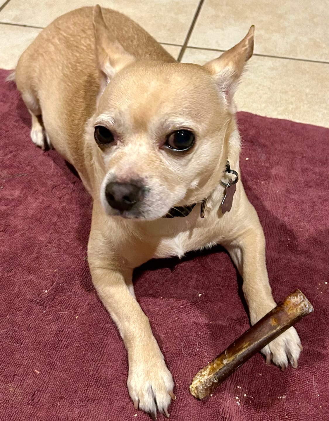 Customer photo review of 6 Inch Collagen Sticks Peanut Butter Flavor