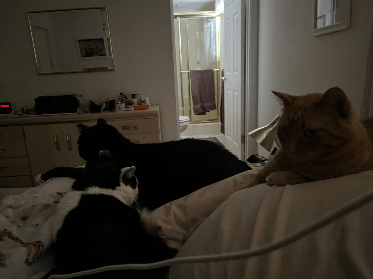 Customer photo review of Dog & Cat Ear Infection & Itch Relief Remedy