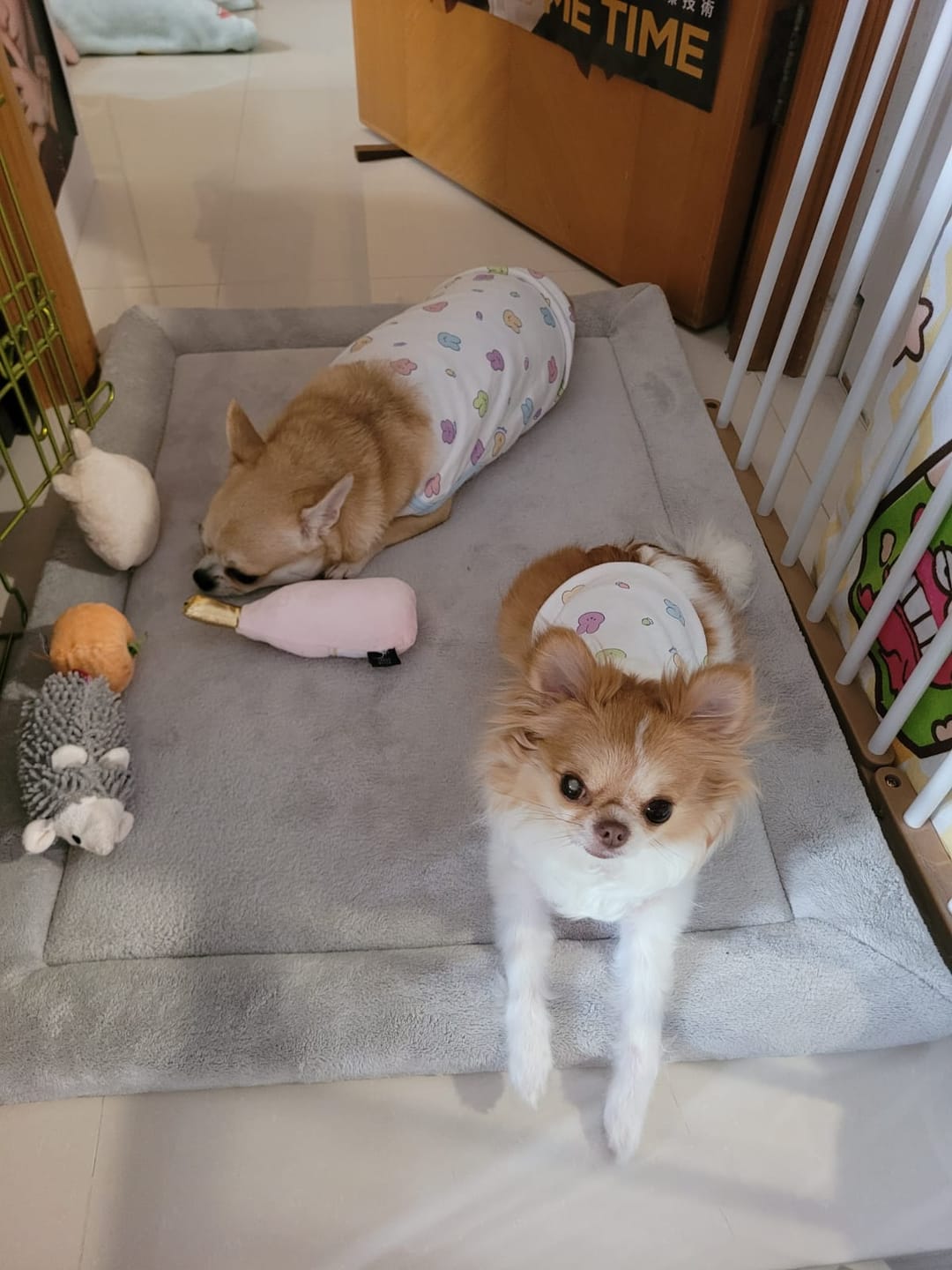 Customer photo review of Momomi® Pet Mat
