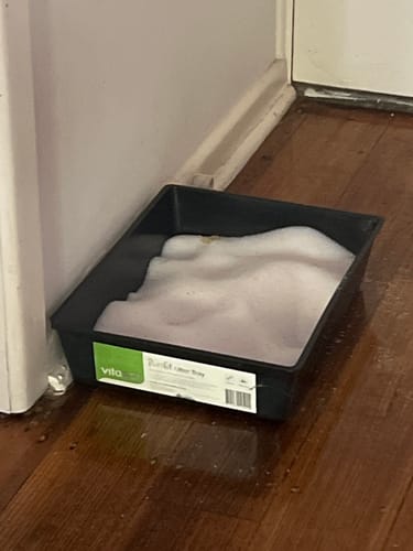 Customer photo review of 1 Month Supply – 2 Cat