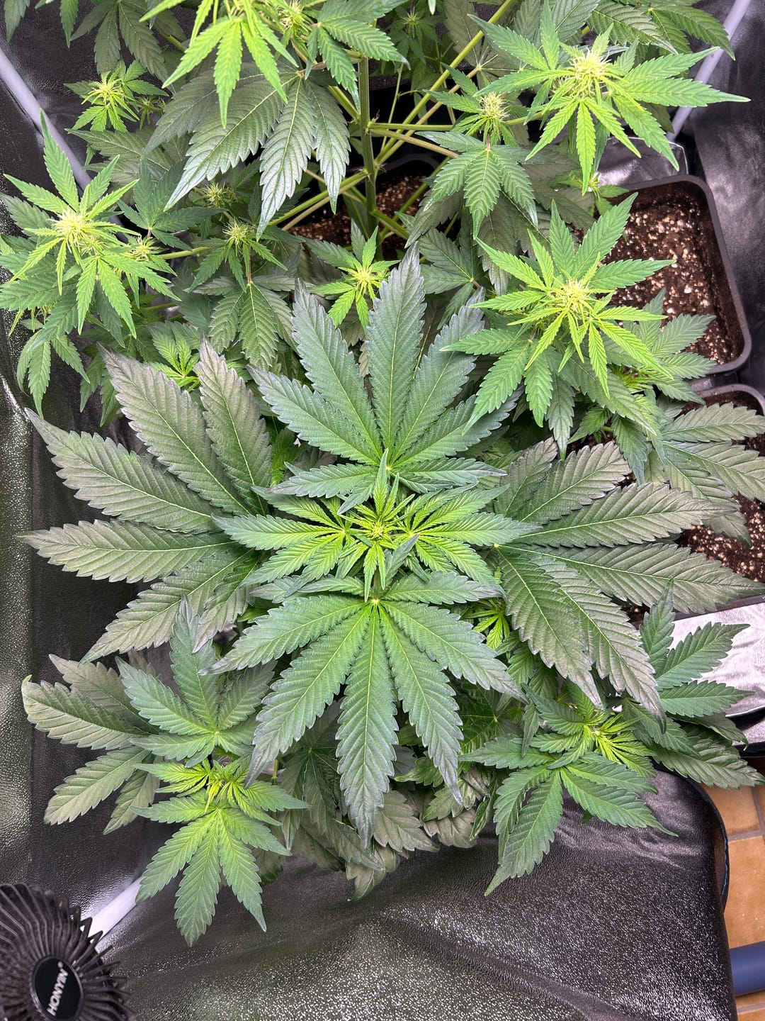 Customer photo review of Bruce Banner Automatic Cali Strain Cannabis Samen - Autoflower - Cannabis Cup Sieger 2023 - F1 Samen