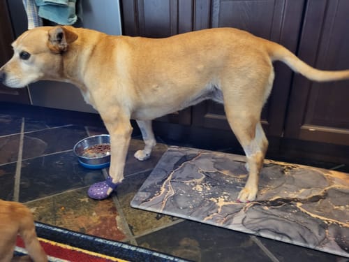 Customer photo review of WagWellie® Mojave Single