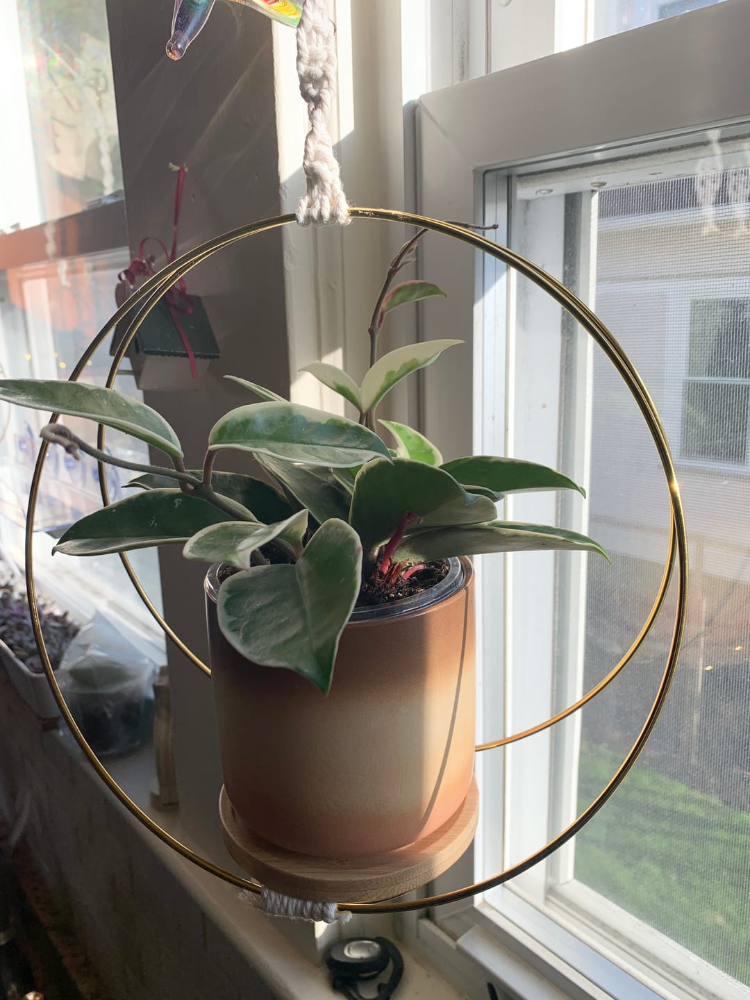 Customer photo review of Hoya carnosa 'Krimson Queen'