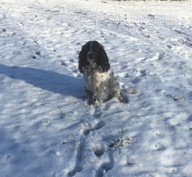 Customer photo review of British Poultry Dry Food Senior/Lite