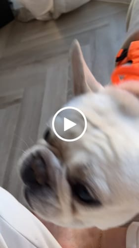 Customer video review of Air Harness | Anti-Pull & With Handle - Orange