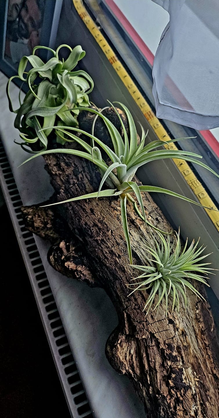 Customer photo review of Tillandsia capitata var. peach