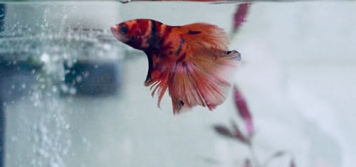 Customer photo review of Mix Galaxy Halfmoon Male Betta Fish High Grade | Buy 4 Get 1 Free | Mystery Betta