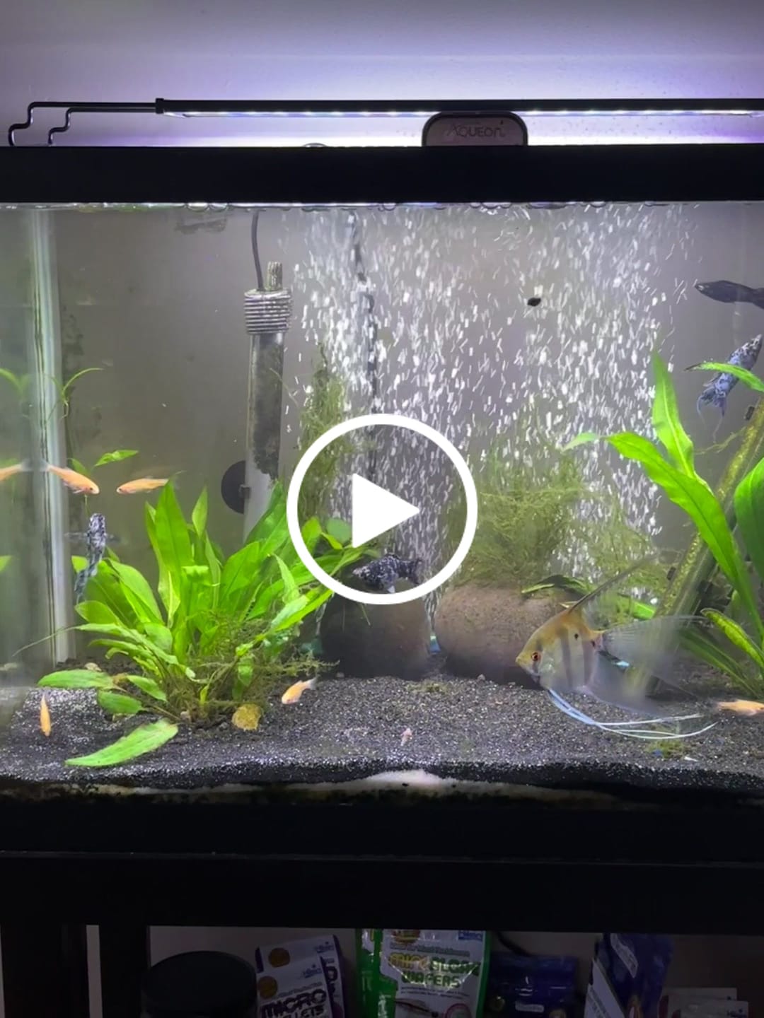 Customer video review of Hikari Bio-Pure® FD Blood Worms