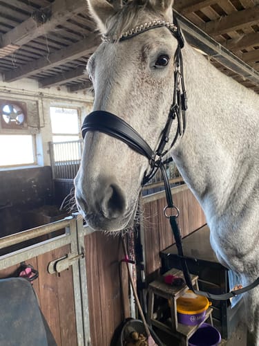 Customer photo review of CR Harmonybridle - gebisslose 3 in 1 Trense
