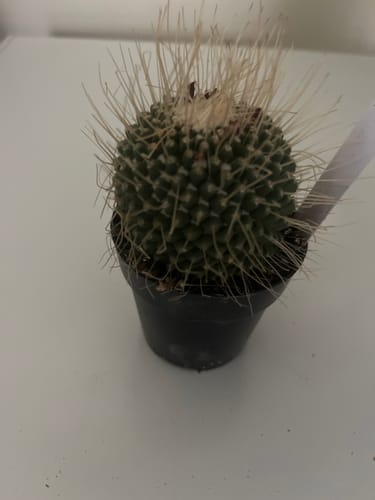 Customer photo review of Mammillaria spinosissima | Un Pico Cactus
