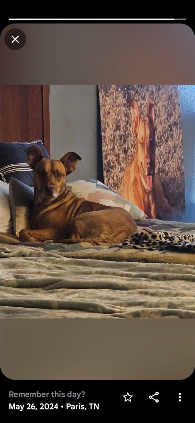 Customer photo review of King Koil Luxury Air Mattress with High Speed Built-in Pump