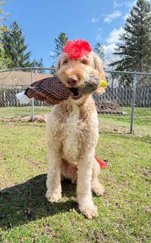 Customer photo review of Fly & Fetch Launching Toys