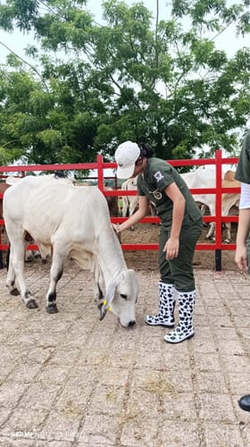 Customer photo review of Botas Maca Cow