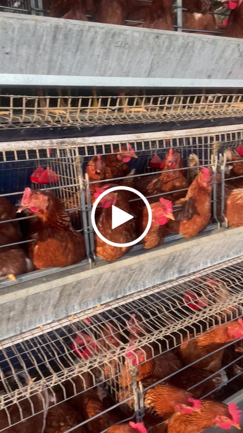 Customer video review of Avi Plus Layer & Breeder (Supplement For Poultry, Ostriches, Emus & Pigeons)