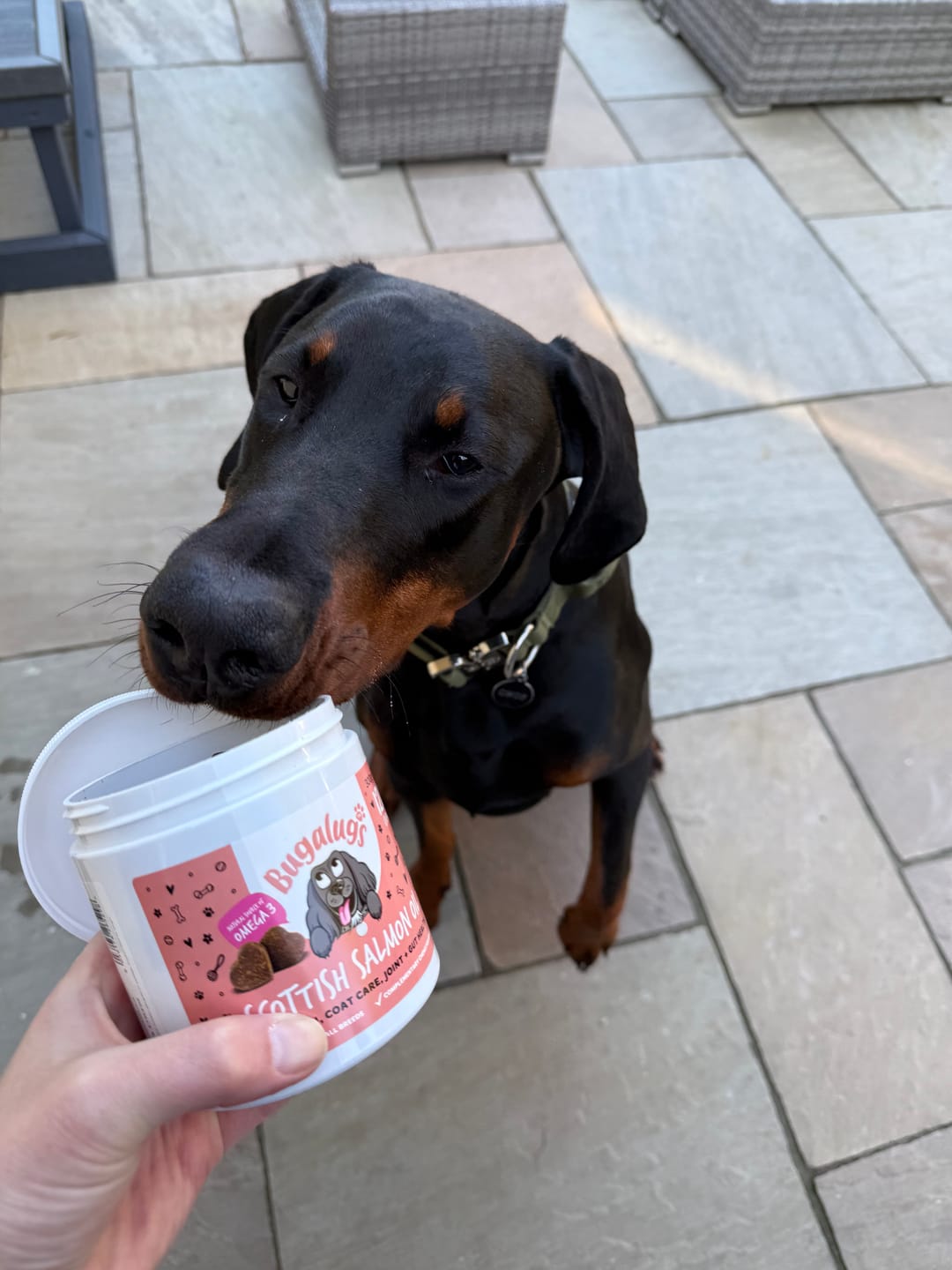 Customer photo review of Scottish Salmon Oil Supplement Chews for Dogs