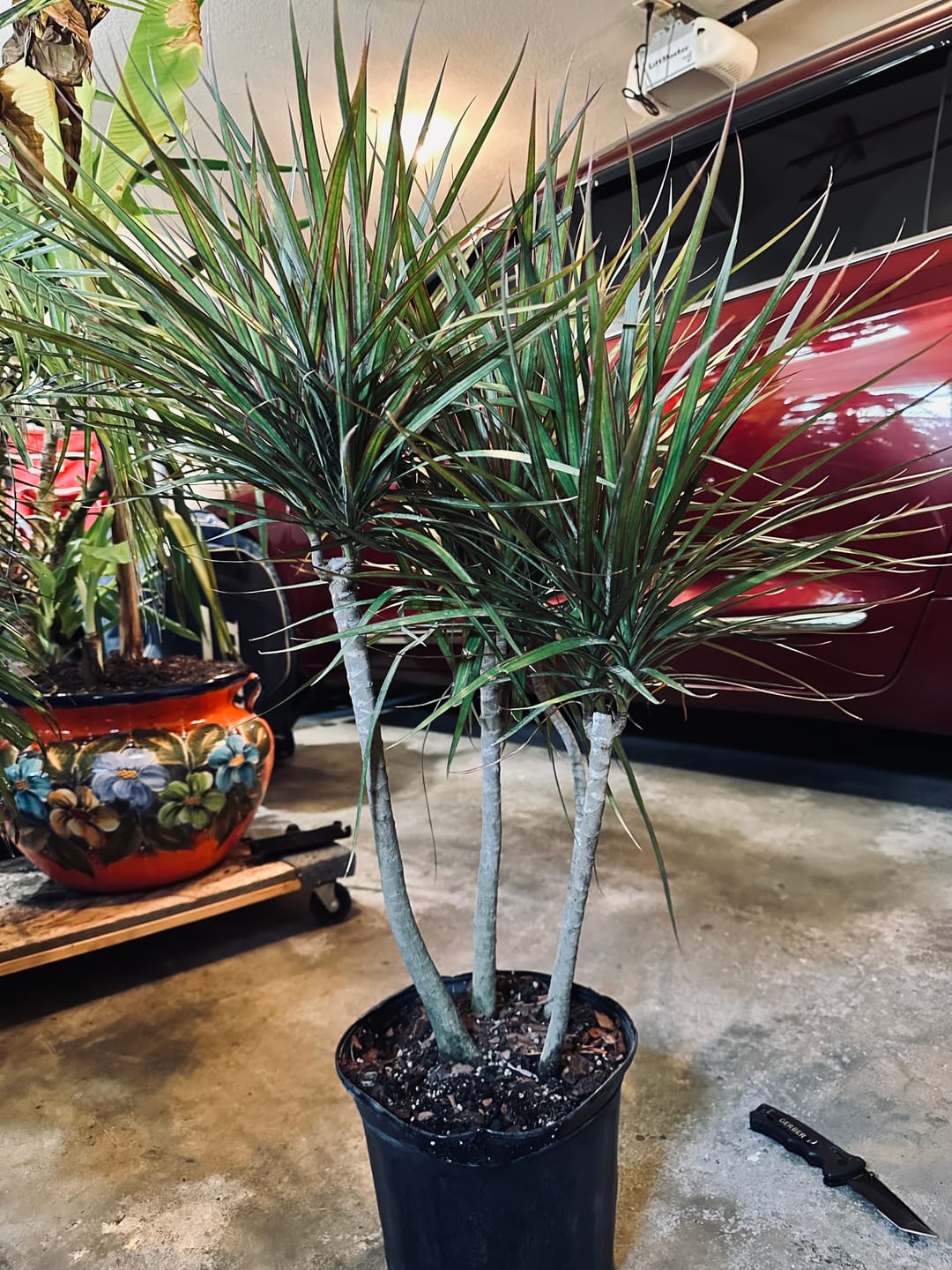Customer photo review of Dracaena Dragon Tree Green, Tree Form