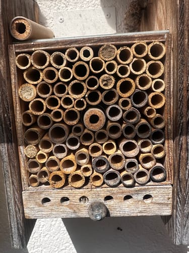 Customer photo review of Mauerbienenkokons - Gehörnte Mauerbiene