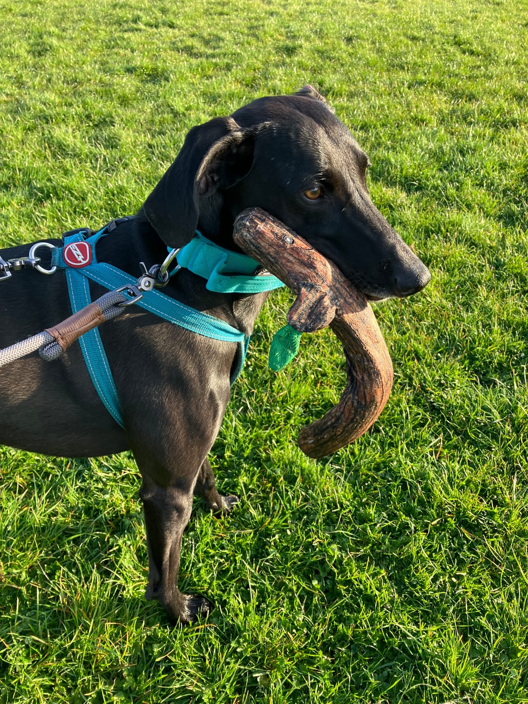 Customer photo review of 5cm Combat® Collar | With Handle & Secure Clip - Turquoise