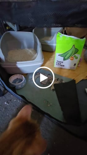 Customer video review of Michu Tofu Cat Litter Gen3 6L- Dust-Free and Natural Clumping Tofu-Based Formula for Easy Cleanup
