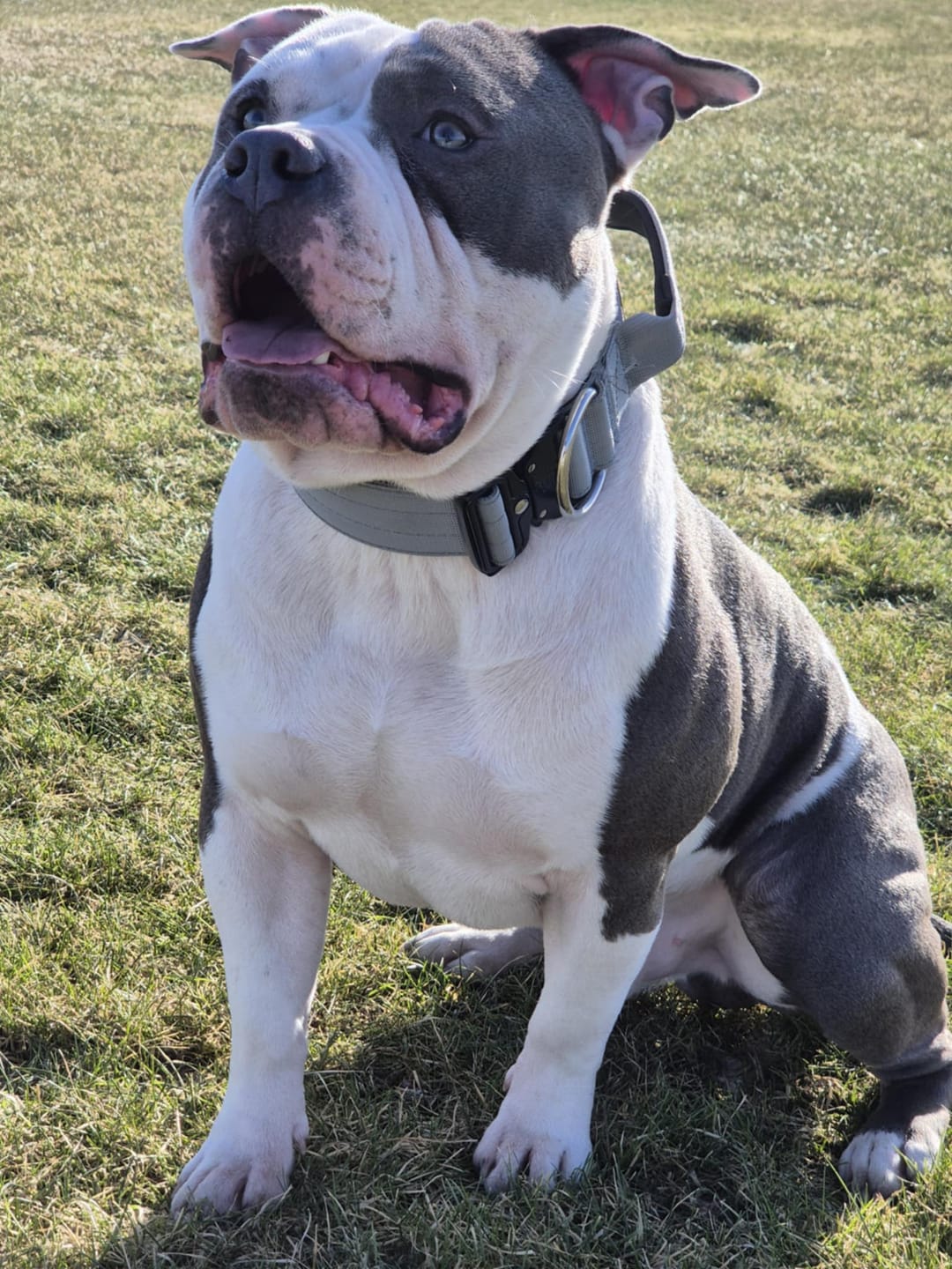 Customer photo review of 5cm Combat® Collar | With Handle & Secure Clip - Metal Grey