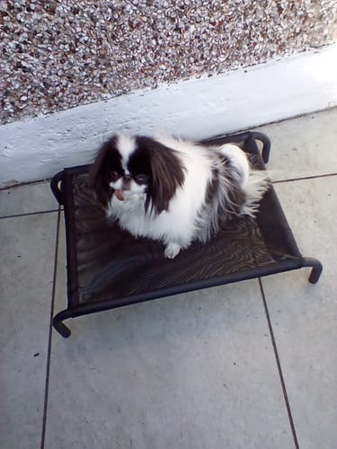 Customer photo review of HiK9 Bed with Black Mesh Cover