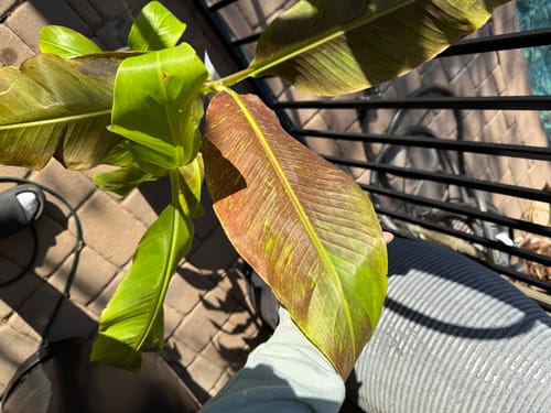 Customer photo review of FreezLava Bundle 90 Grams Fillers