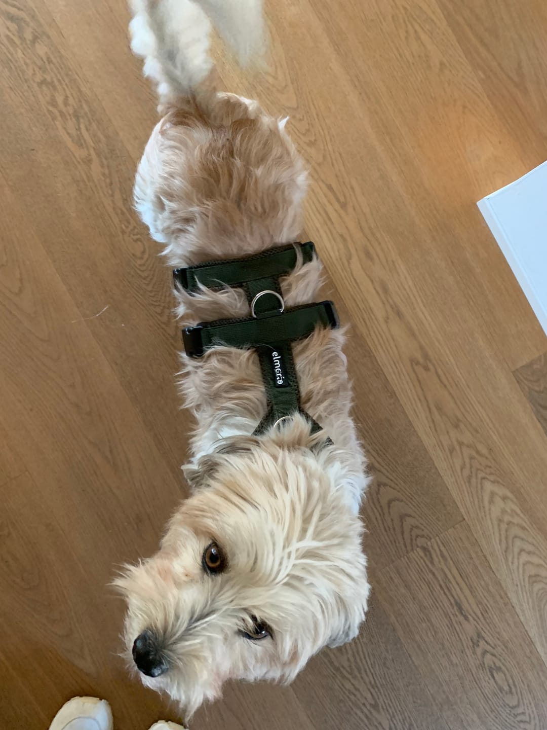 Customer photo review of Sicherheitsgeschirr FUN "Mountain Green"