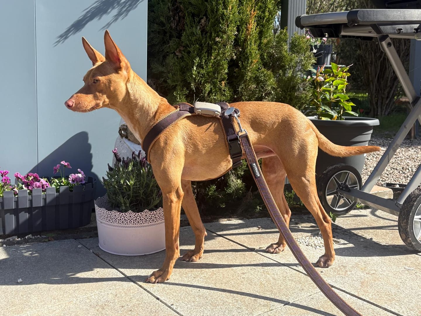 Customer photo review of Windhundgeschirr FUN "Toffee"