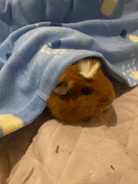 Customer photo review of Premium GuineaDad Liner