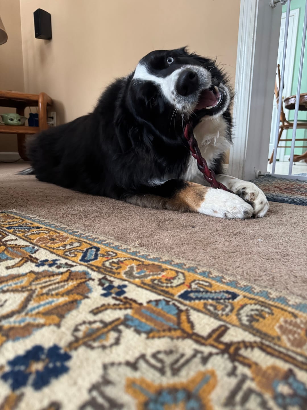 Customer photo review of 1 LB Chew Pack