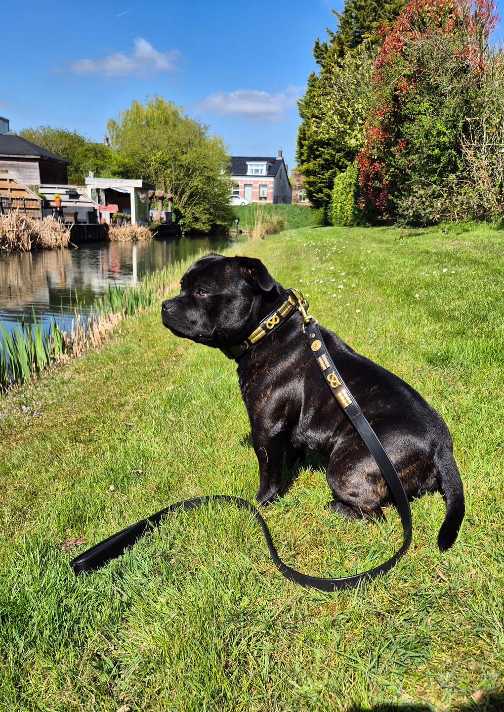 Customer photo review of Staffordshire Bull Terrier 1935® Leather Collar & Leash Set - Jefferson - Black/Gold