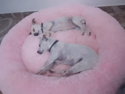 Customer photo review of Cama Antiestrés para Perros