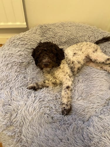 Customer photo review of CalmBed - Motverkar stress & hjälper mot ångest