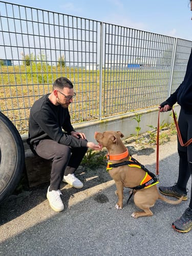 Customer photo review of 5cm Slip on Collar | Foam Padded - Orange