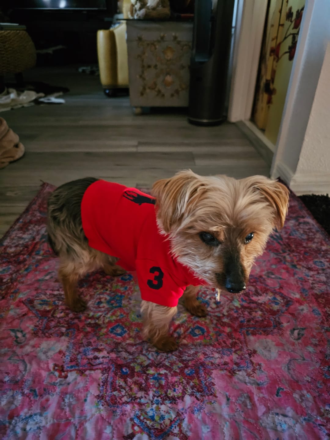 Customer photo review of Polo Ralph Lauren Dogs-Polo Bear Shirt