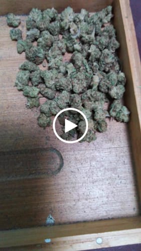Customer video review of Raspberry Kush - 28 Grams - Minis (Indica)