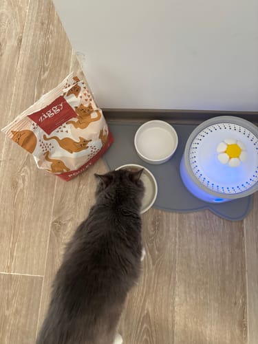 Avis photo d'un client sur Coffret Découverte Chaton - 1kg Croquettes + 8 Pâtées + 3 probiotiques
